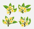 White and yellow Plumeria Flowers in realistic style on white background Royalty Free Stock Photo