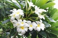 White-yellow plumeria frangipani flowers with green leaves with water drop after the rain Royalty Free Stock Photo