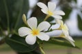 White and yellow Plumeria frangipani flowers on tree Royalty Free Stock Photo