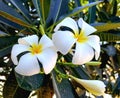 White Yellow Plumeria or Frangipani Flowers Tree Plant in the Garden