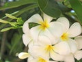 White and yellow plumeria frangipani flowers on tree Royalty Free Stock Photo