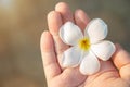 White and yellow Plumeria on a man hand blank for copy space