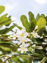 White and yellow Plumeria spp. (frangipani flowers, Frangipani,