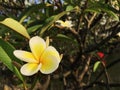 A white and yellow plumeria