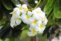 White and yellow Plumerias