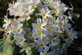 White-yellow primroses bloom in the spring garden