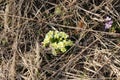 White-yellow primroses bloom in the spring garden