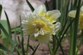 White-yellow primroses bloom in the spring garden