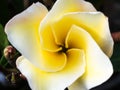 White Yellow Prumelia Flowers Royalty Free Stock Photo