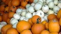 White and Yellow Pumpkin Patch