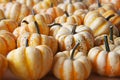 White Yellow Pumpkin Squash