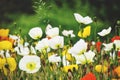 White, yellow and red flowers poppie.