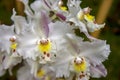 White, yellow and red odontoglossum orchid flowers