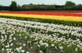 White, yellow, red Tulip fields, Lisse. Royalty Free Stock Photo