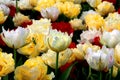 White, yellow and red tulips close up in Goztepe Park during the Tulip Festival in Istanbul Royalty Free Stock Photo