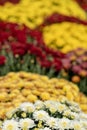 White, yellow and red wildflowers Royalty Free Stock Photo