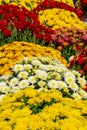 White, yellow and red wildflowers Royalty Free Stock Photo