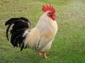 White-yellow rooster with black tail on a background of green grass Royalty Free Stock Photo