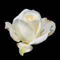 White yellow rose blossom macro,black background, color fine art still life of a single isolated bloom with detailed texture Royalty Free Stock Photo