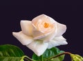 White yellow rose macro on dark blue background, color fine art still life of a single isolated bloom with green leaves Royalty Free Stock Photo