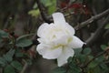 White yellow rose`s petals closeup with blur nature. Beautiful floral background. Royalty Free Stock Photo