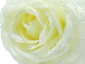 White and yellow rose in water drops Royalty Free Stock Photo