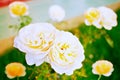 White yellow rose