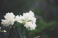 White and Yellow Ruffled Daffodil Replete Flowers Wet from Rain
