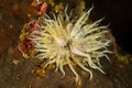 white yellow sea anemone on reef Royalty Free Stock Photo
