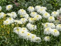 White and yellow Shasta daisies in a garden