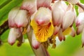 White Yellow Shell Ginger Flowers Vizcaya Garden Miami Florida