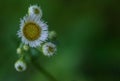 White and yellow small daisy flower