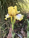 White And Yellow Tall Bearded Iris Blossom With Purple Beards