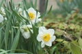 White and Yellow Tazetta Narcissus Flowers