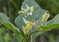 White and Yellow Thorny Michigan Wildflower