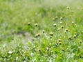 White yellow tiny wild daisy grass flowers