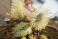 White and yellow tree bossom Royalty Free Stock Photo