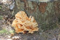 white yellow tree mushrooms on a gray stump of an old tree Royalty Free Stock Photo