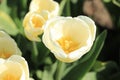 White yellow tulip Royalty Free Stock Photo