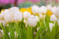 White and Yellow Tulip Flower in the garden. Beautiful bouquet of tulips. Royalty Free Stock Photo