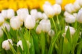 White and Yellow Tulip Flower in the garden. Beautiful bouquet tulips in spring a Royalty Free Stock Photo