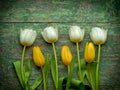 White and yellow tulips over green wooden table Royalty Free Stock Photo