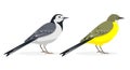 White and yellow wagtail birds isolated on white Royalty Free Stock Photo