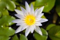 White and Yellow Water Lilly Royalty Free Stock Photo