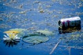 Water Lily and Lily Pads on Lake with Litter Royalty Free Stock Photo