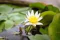 White and yellow waterlily growing Royalty Free Stock Photo