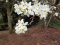 White plum blossoms in woodland setting Royalty Free Stock Photo