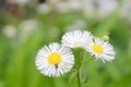 White and Yellow Wildflower