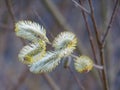 Detail of willow Salix sp. fluffy catkins in spring evening Royalty Free Stock Photo