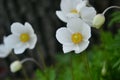 White yellow windflower detail on green